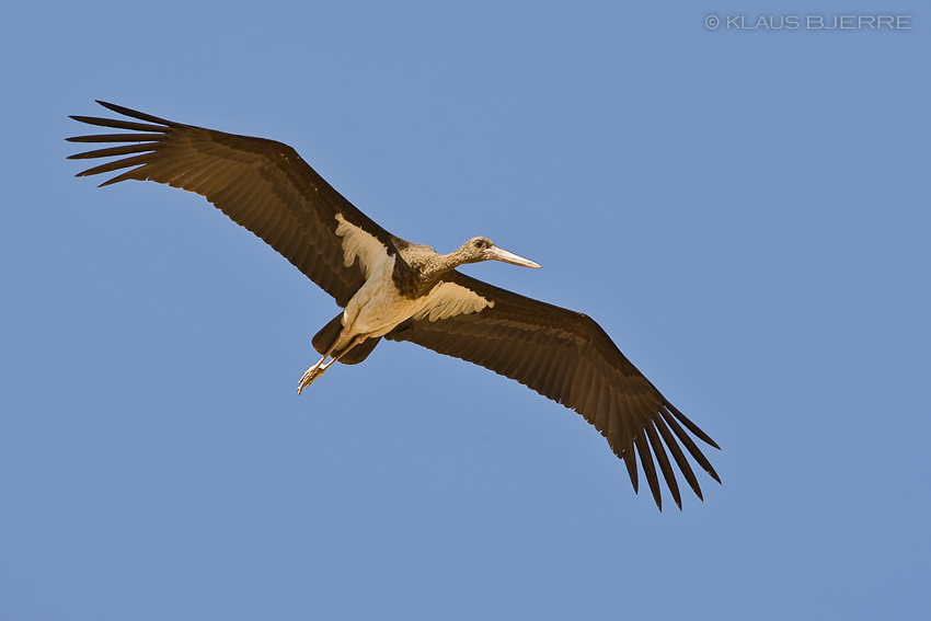 Black Stork_KBJ4050.jpg - Black Stork - Eilat Mountains